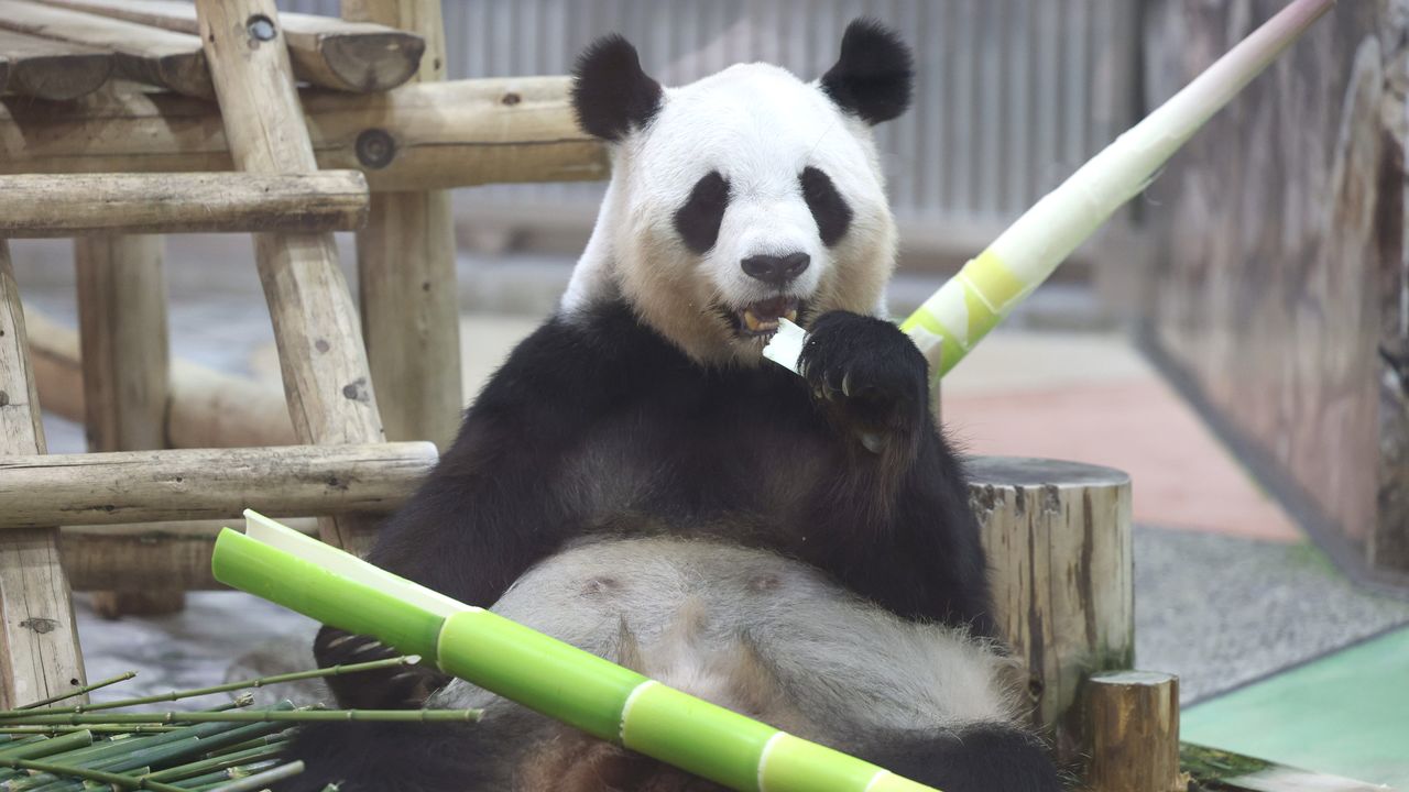 Beijing Sidesteps Panda Loan Question, Reversing Springtime Optimism Toward Japan