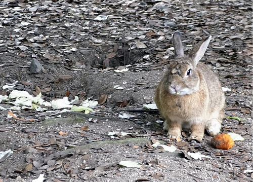 Japan urges responsible feeding on “Rabbit Island” as boars drawn by leftovers begin preying on rabbits