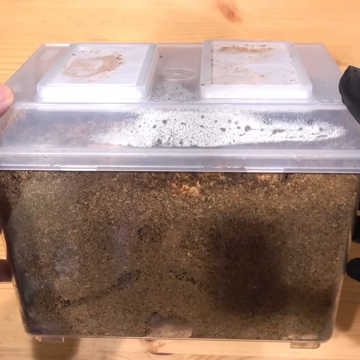 Japanese YouTuber Opens Stag Beetle Breeding Box After 3 Months, Finds Larvae-Packed Surprise