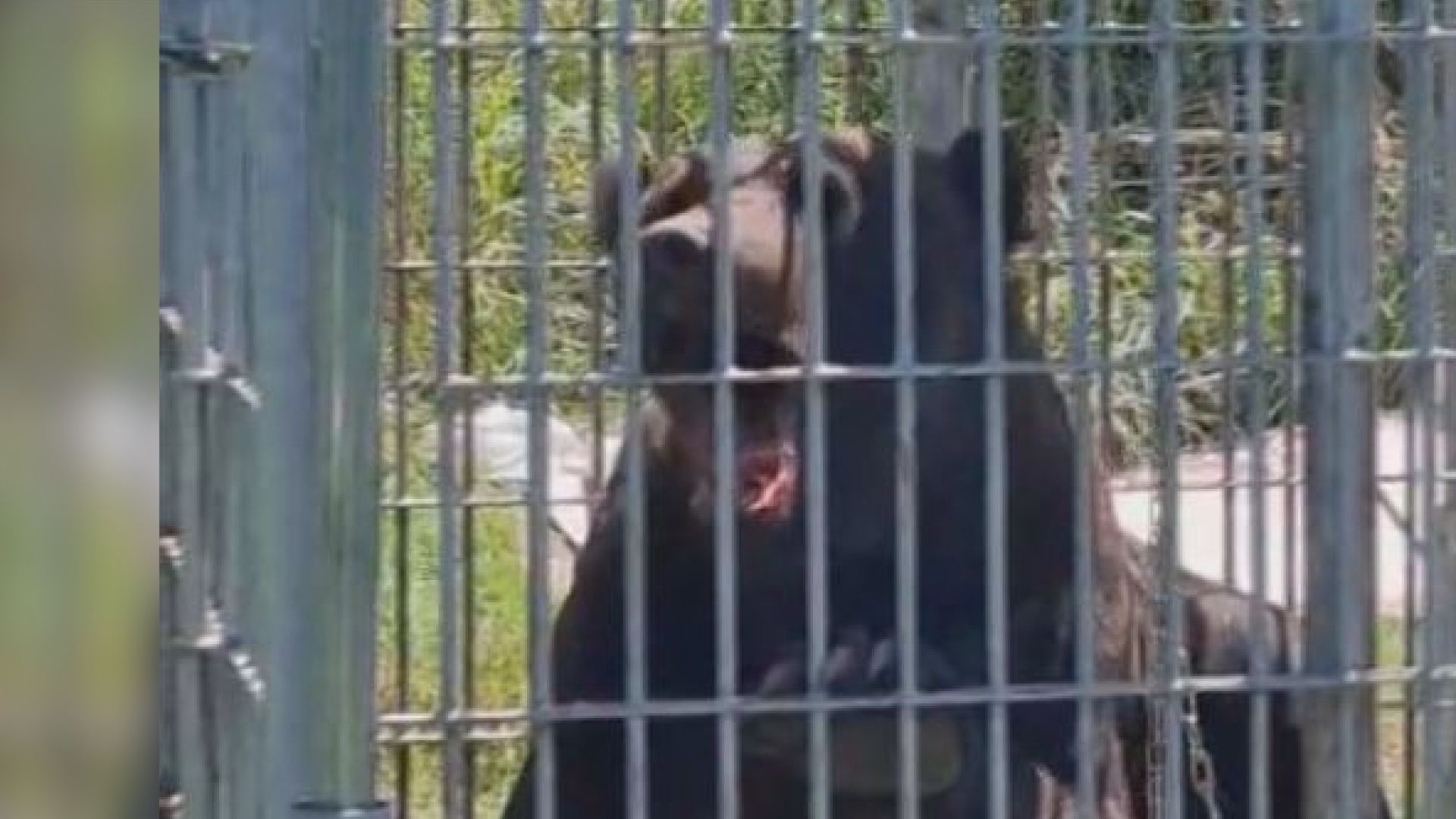 Beyond the Hype: An Expert's Q&A Aims to Bridge the Divide on Japan's Bear Conflicts