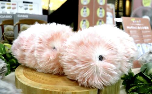 Casio adds ‘Sakura’ pink to AI pet robot Moflin as sales top 20,000 and global rollout accelerates