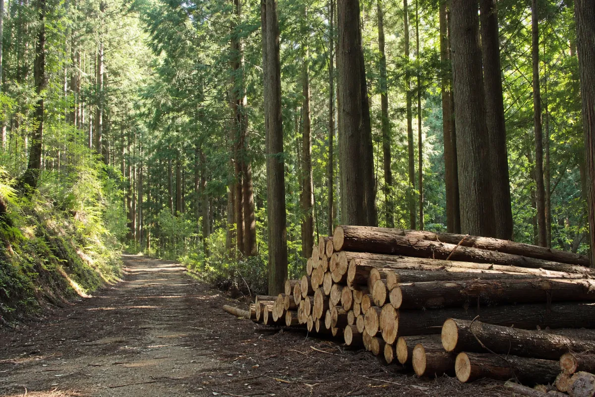 Chiba Prefecture Chonan Town: Partial Subsidies for Forest Improvement Costs (FY2026)