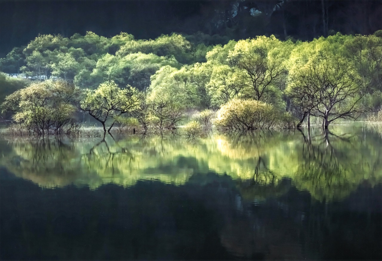 Spring’s Vanishing Forest: Shirakawa Lake’s Two-Month Miracle Draws Crowds to Rural Yamagata