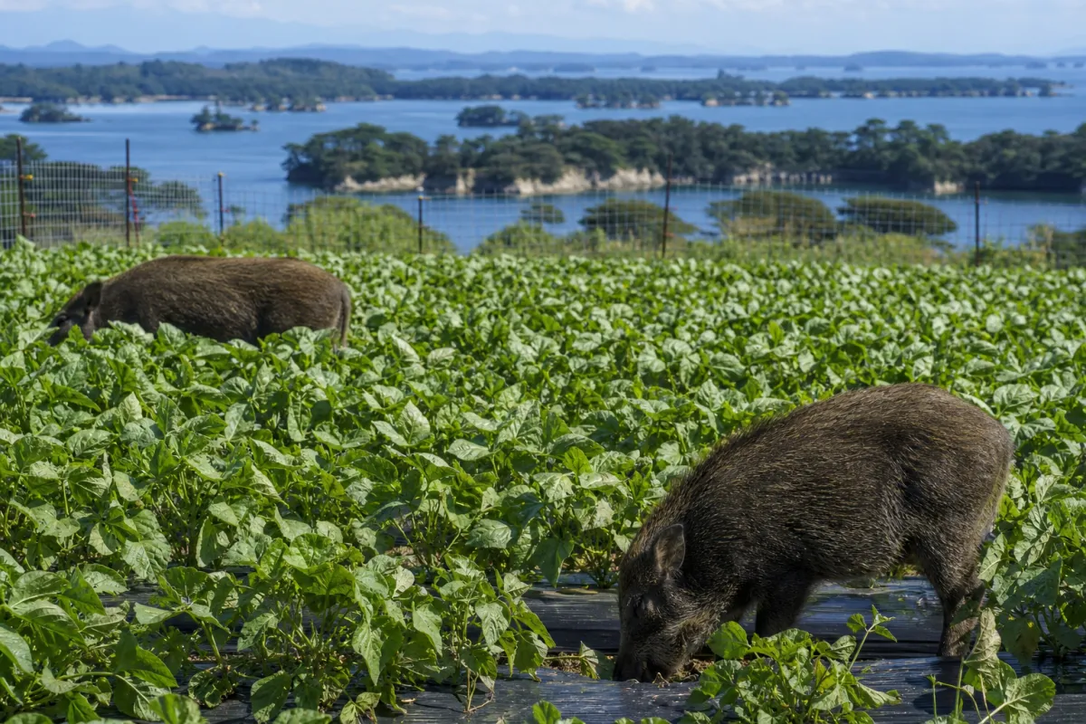 Matsushima Town, Miyagi: FY2026 Agricultural Crop Wildlife Damage Control Subsidy—Round 2
