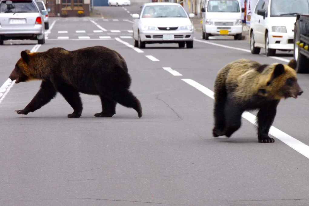 Bear Invasion Halts TV Productions: How Rampaging Wildlife Is Disrupting Japan's Film Industry