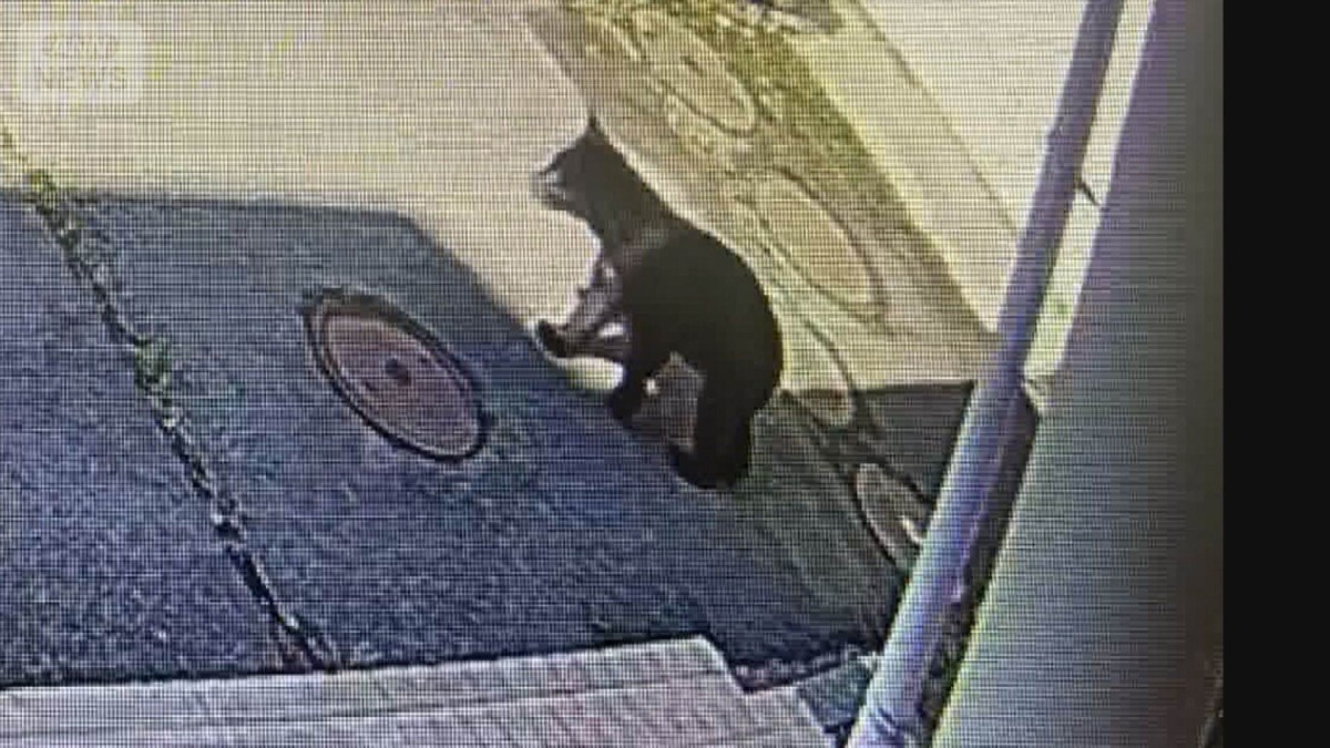 Bears Visit Japanese High School: 12-Hour Standoff Ends Peacefully in Akita