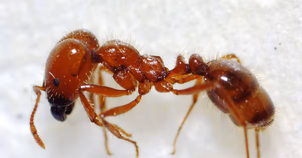 Toxic Ant Invasion: Japan's Ports See Record Sightings of Venomous Red Imported Fire Ants