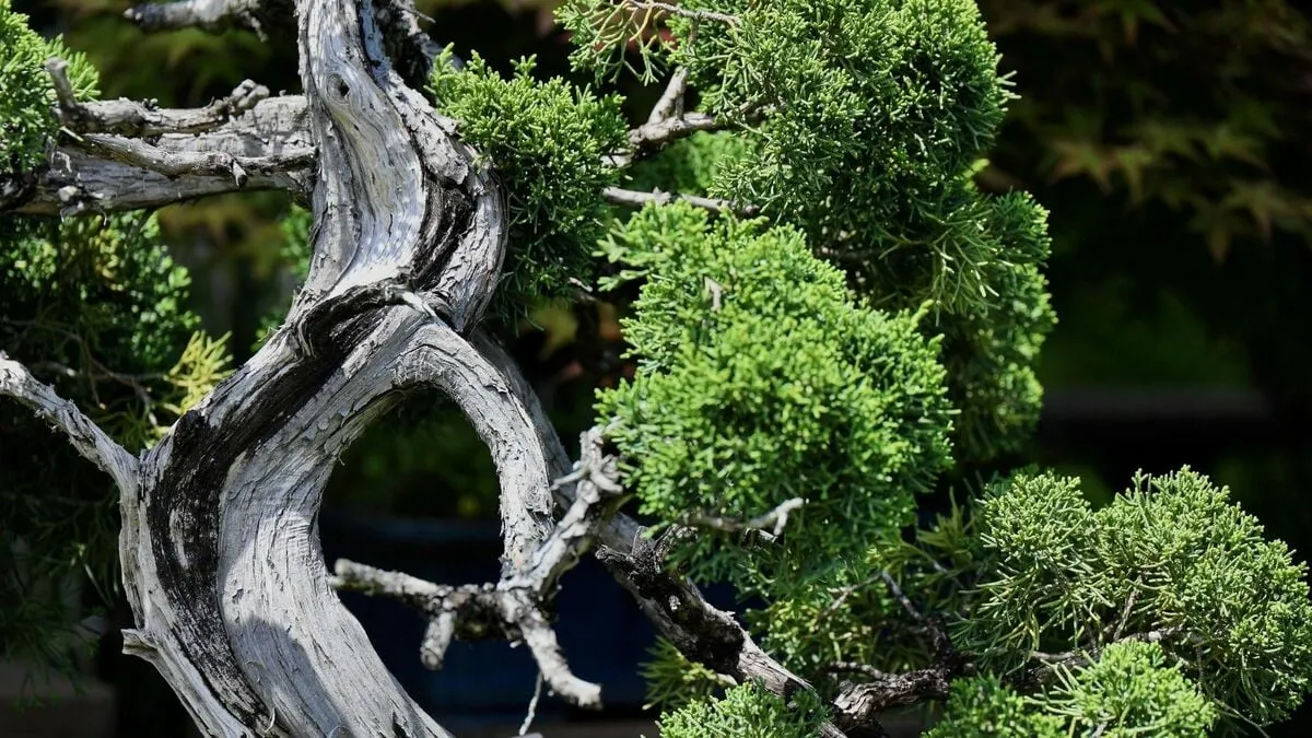 Why the World’s Wealthy Are Drawn to Japanese Bonsai: A New Guide to Its Deeper Cultural Meaning