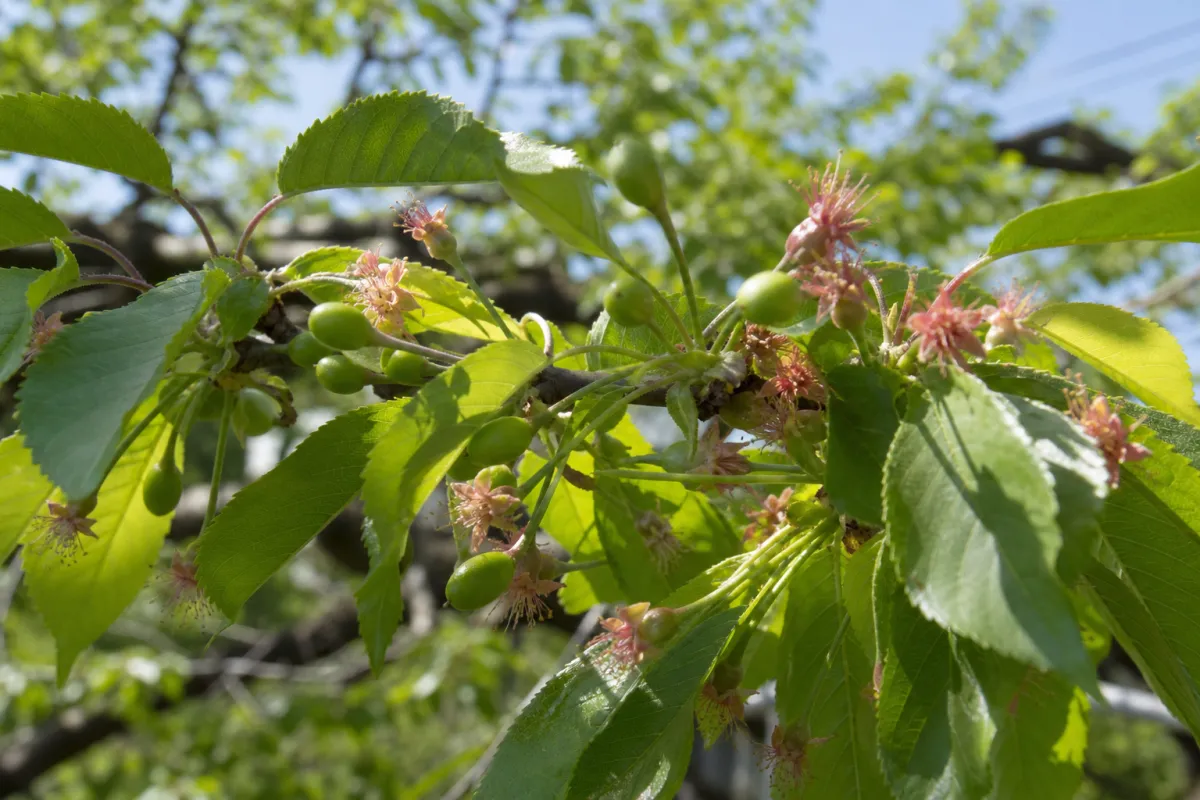 Yamagata Prefecture, Nanyo City: FY2026 Cherry Fruit Set Assurance Program